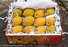 Alphonso mango box