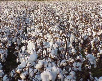 pure cotton seeds