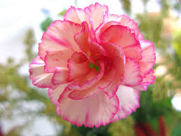 Carnations Flower