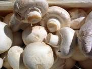 Indian Mushroom