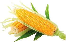 Yellow Whole Maize
