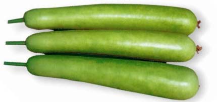 Fresh Bottle Gourd