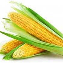 maize