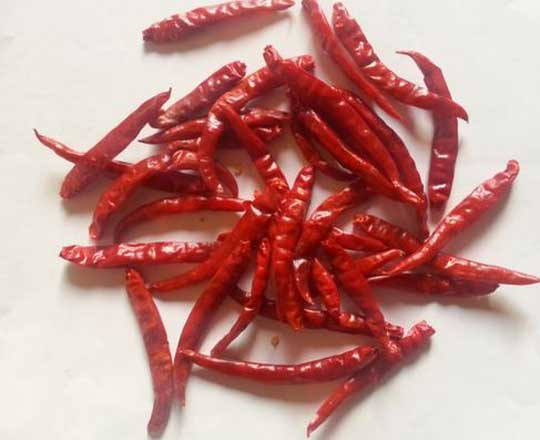 Red Chilli Roshini