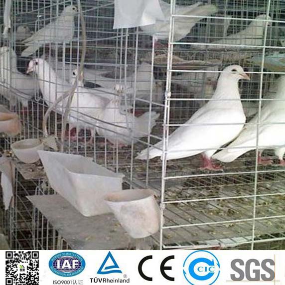 buy pigeon cage