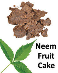 Neem Fruit Cake