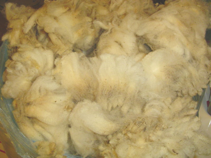 Raw Sheep Wool