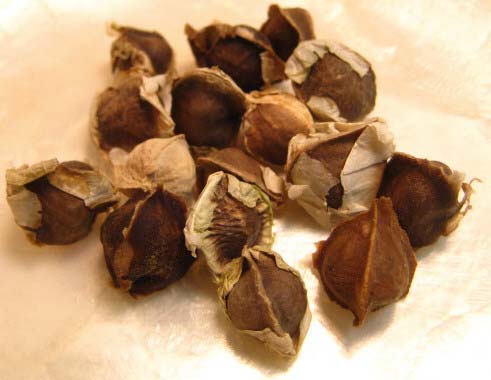 Dried Moringa Seeds