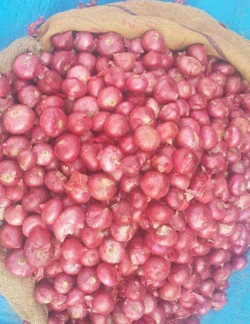 Fresh Nashik Onion