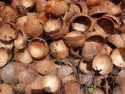 Coconut Shells