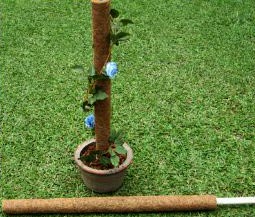 Coir Coco Poles, for Garden, Length : 20-25inch