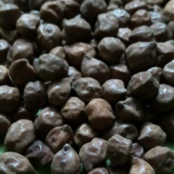 Black Chickpeas