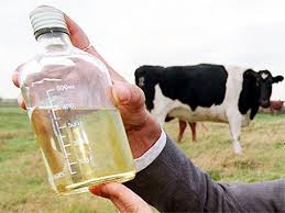 Cow Urine Pesticides