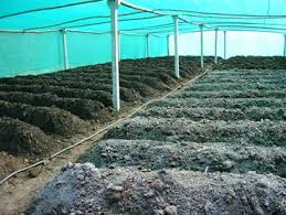 Organic Vermicompost Fertilizer