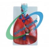 Human Heart And Lungs