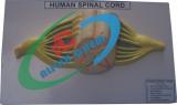 Human Spinal Cord model