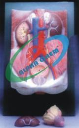 Human Urinary Organs Model