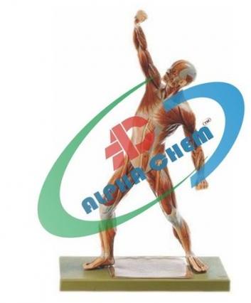 Muscle Figure Model
