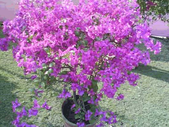 Perennial Plants Manufacturer In Kolkata West Bengal India By Green Image 01