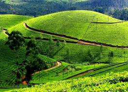 Kerala Hill Station Package