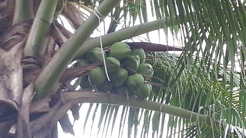 SRITC001 Common Fresh Green Tender Coconut