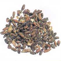 neem seeds