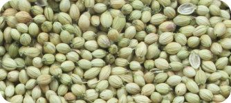 coriander seeds