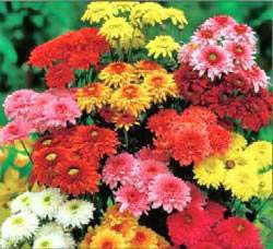 Chrysanthemum Flowers