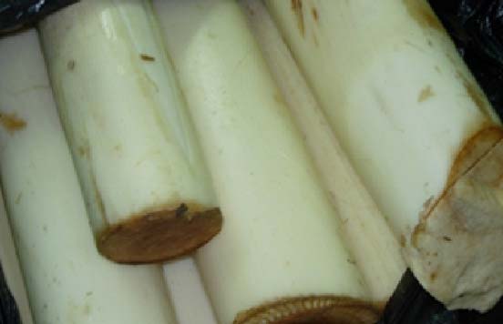 Banana Stem