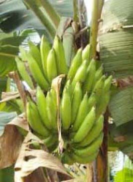 Ripe Plantain Bananas With Coconut Indian Recipe