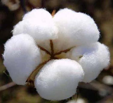 Raw cotton, for Textile Industry, Pattern : Plain