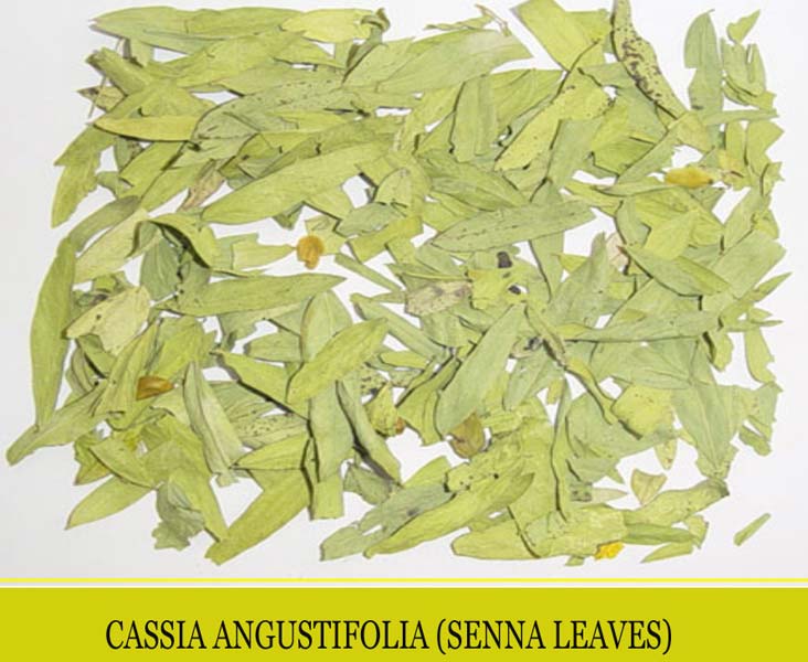 Cassia Angustifolia Extract