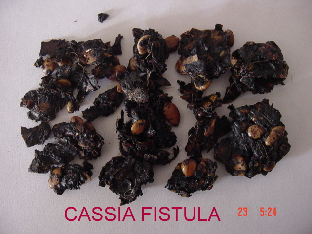 All Naturals Cassia Fistula Extract, Packaging Type : Drum