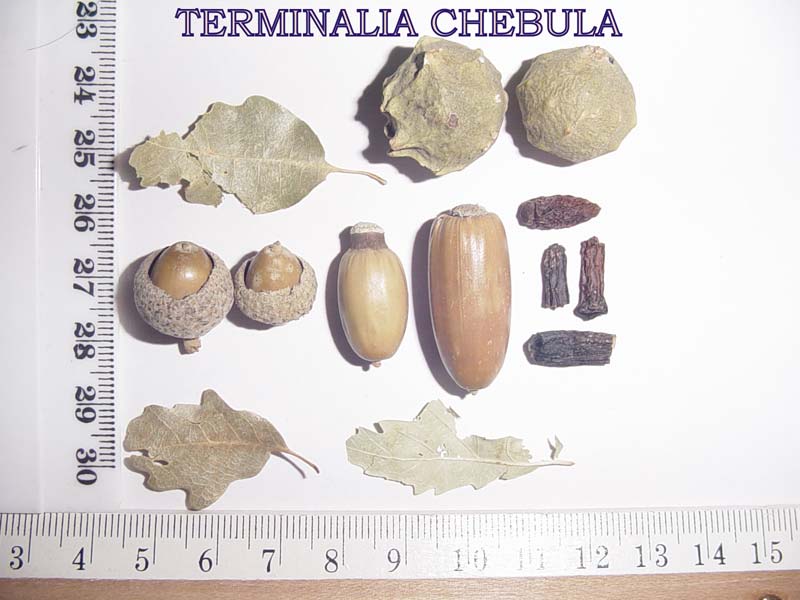 Terminalia Chebula Extract