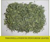 Trigonella Foenum Graecum Extract