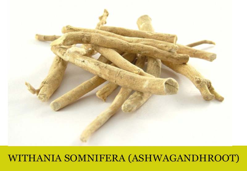 All Naturals Withania Somnifera Extract, Packaging Type : Drum