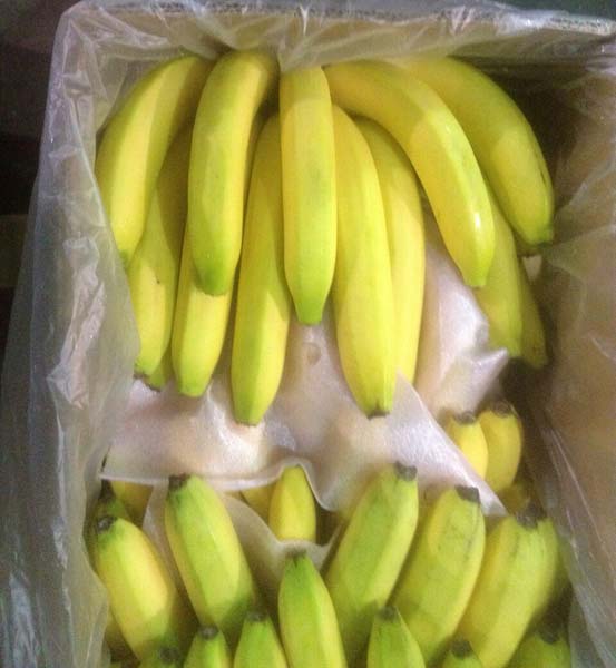 Fresh banana, Variety : Cavendish