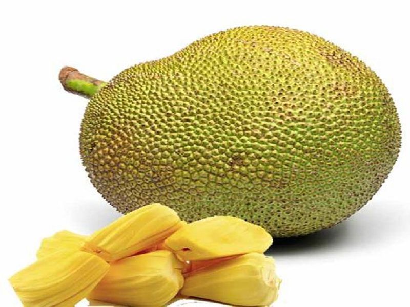 Fresh Jackfruit Manufacturer & Exporters from Kochi, India | ID - 3560885