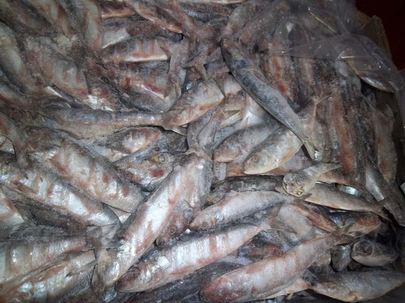 jeevansparsh services in Navi Mumbai Retailer of Frozen Sardine & Shrimps