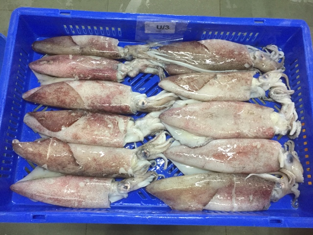 Frozen Squid