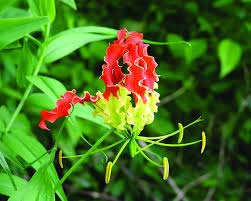 Gloriosa Superba Flower