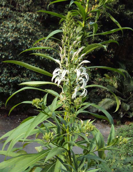 Lobelia Nicotianifolia Flower