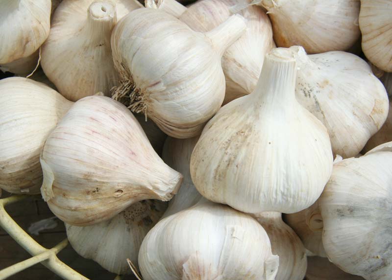 Organic fresh garlic, for Cooking, Packaging Type : Plastic Bags