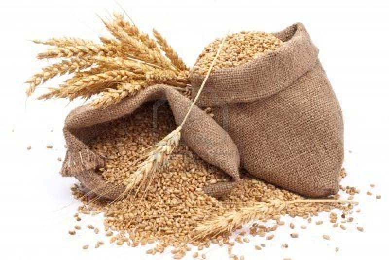 Organic wheat grain, for Making Bread, Packaging Type : Gunny Bag, Jute Bag