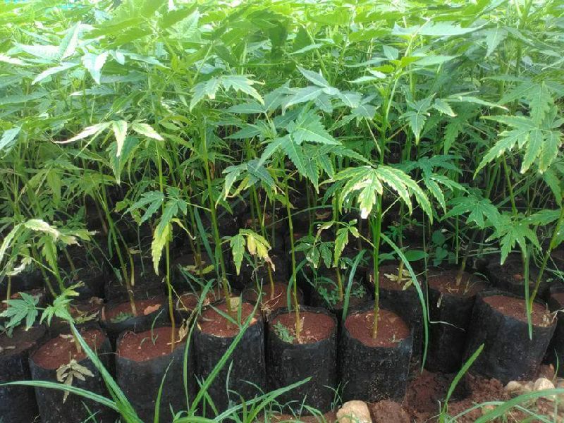 Retailer of Outdoor Plants from Mysore, Karnataka by Smm Malabar Neem