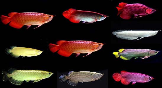 Asian Arowana Fish and Other Species of Arowana