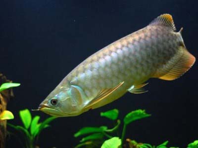 Banjar Red Arowana Fish