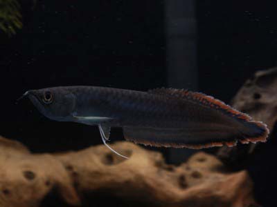 Black Arowana Fish
