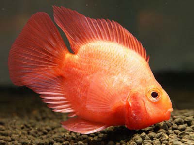 Blood Parrot Cichlid Fish