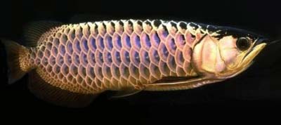 Blue Base Golden Arowana Fish